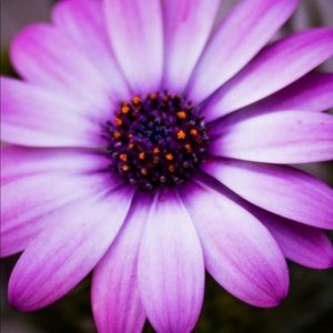 Meet your Posher, Barbara